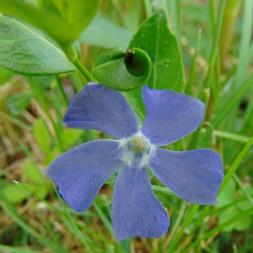 Vinca (periwinkle)